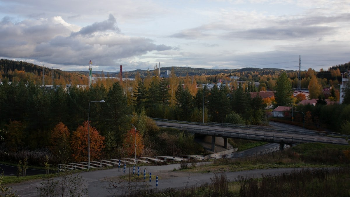 gray concrete road and pine trees